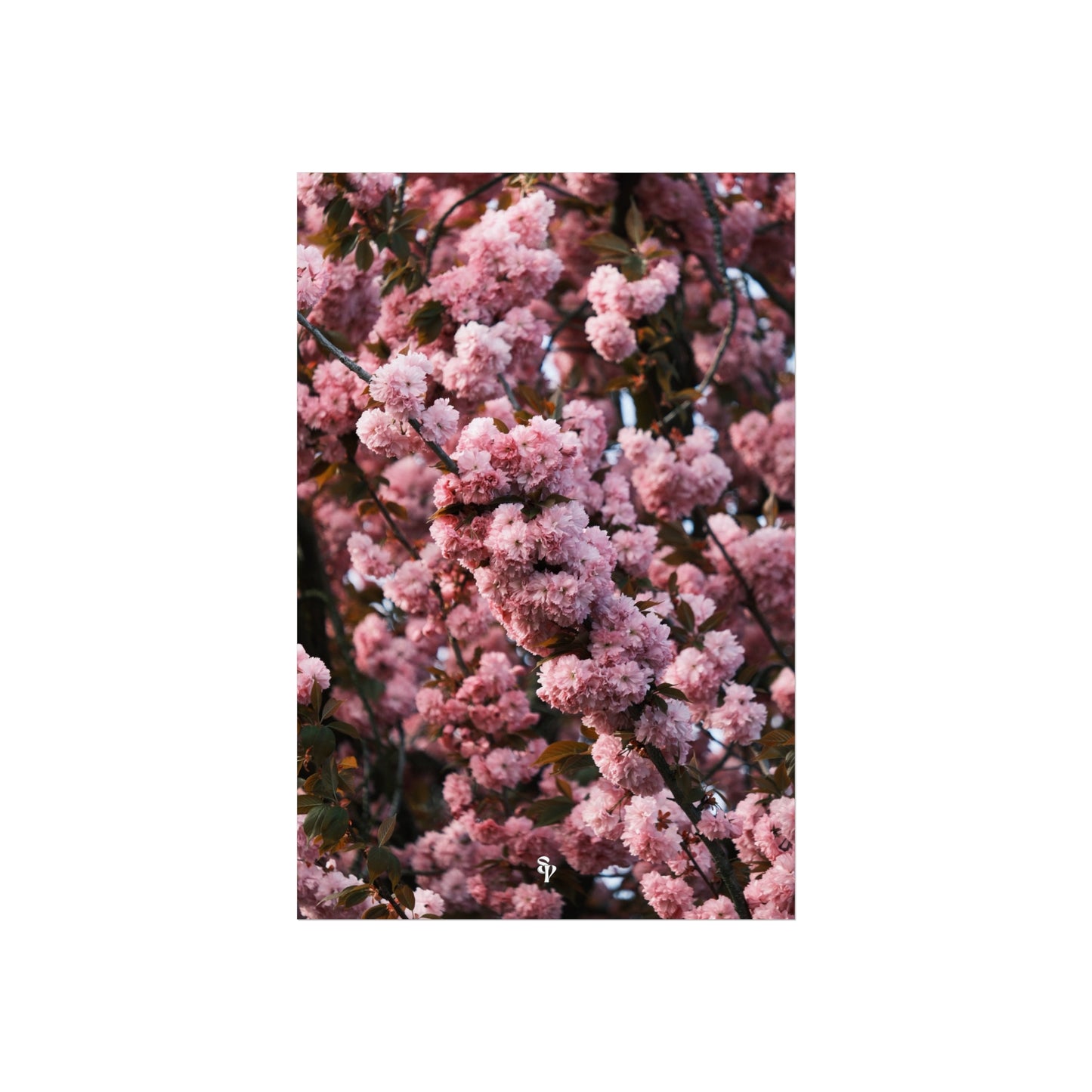 BLOSSOM! Fine Art Posters