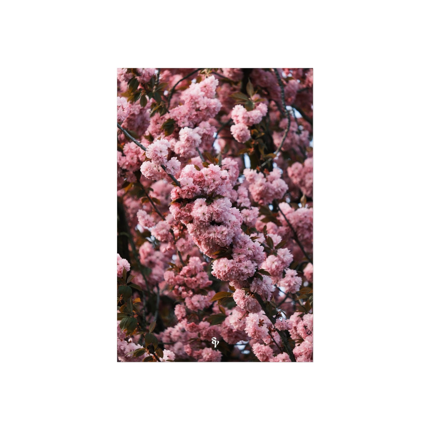 BLOSSOM! Fine Art Posters