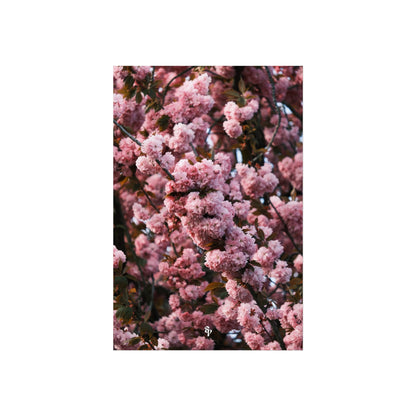 BLOSSOM! Fine Art Posters