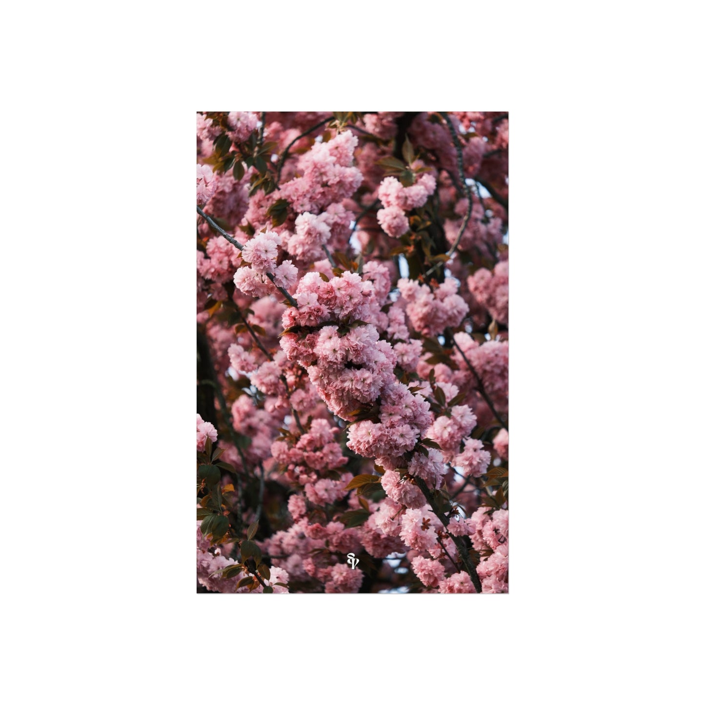 BLOSSOM! Fine Art Posters