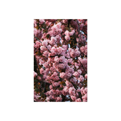 BLOSSOM! Fine Art Posters