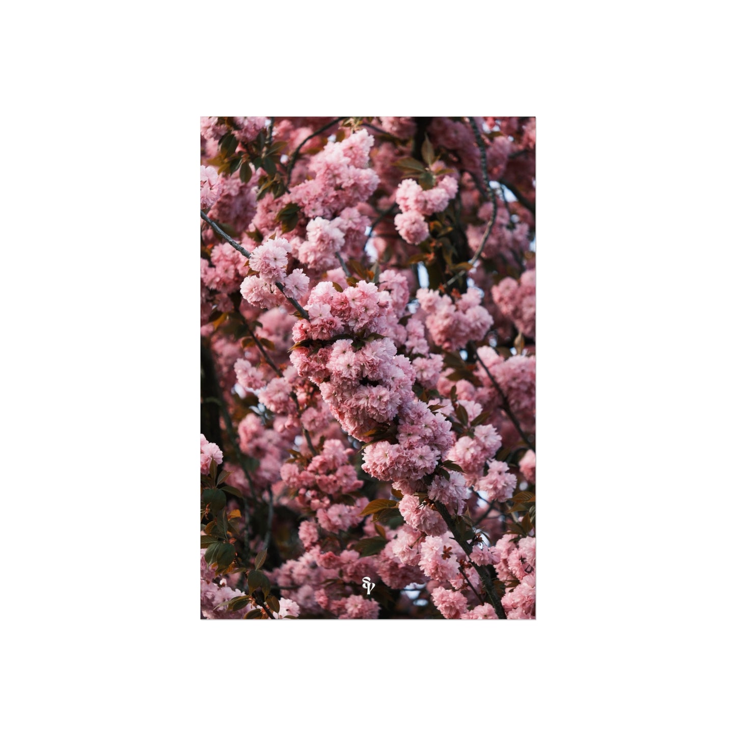 BLOSSOM! Fine Art Posters
