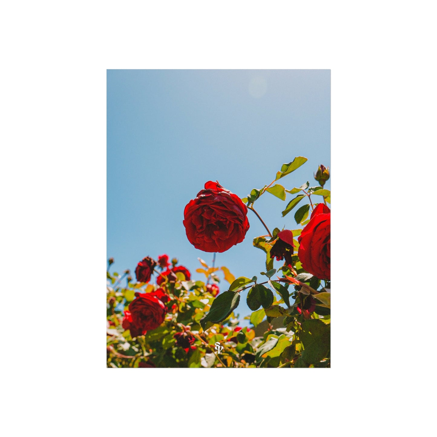 THE. ROSES. Fine Art Posters