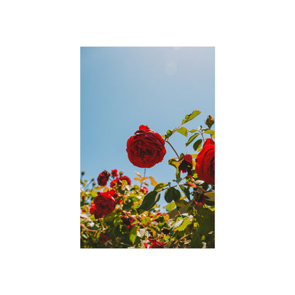 THE. ROSES. Fine Art Posters