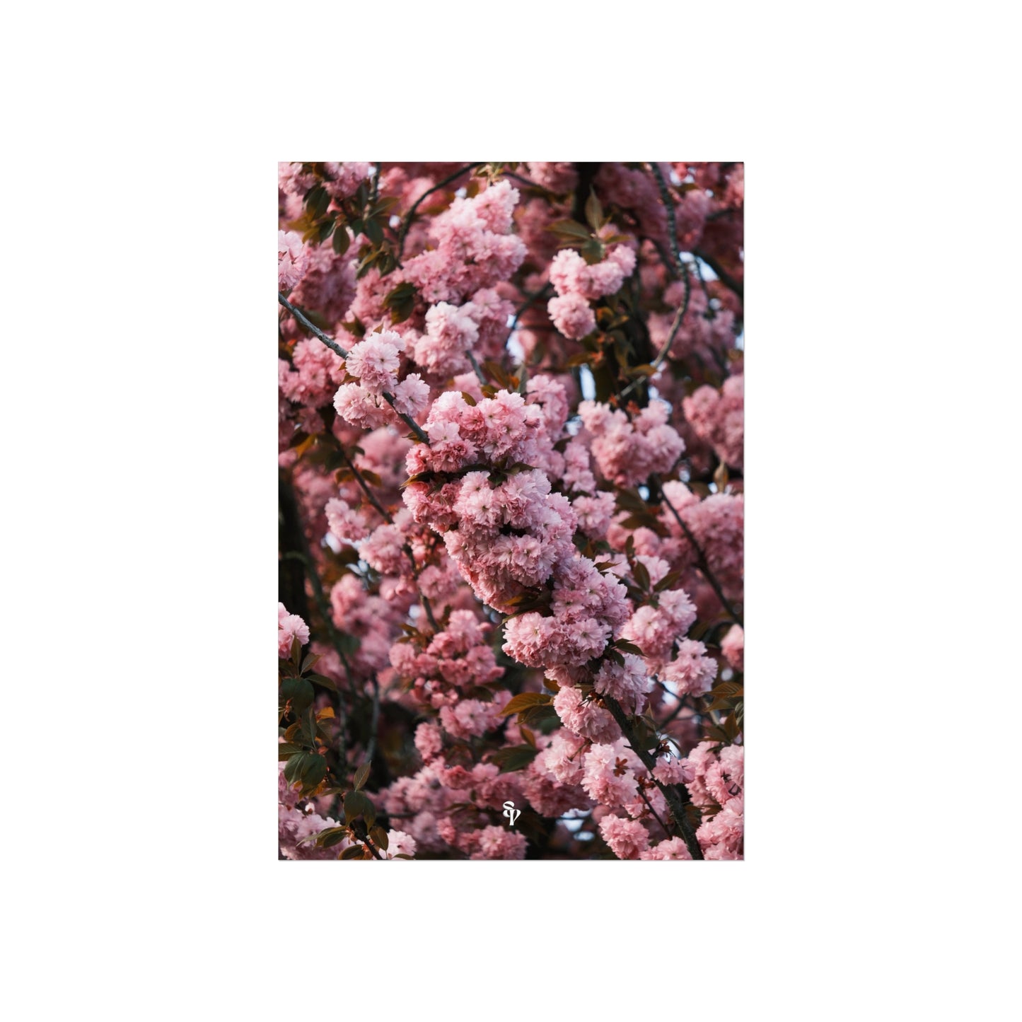 BLOSSOM! Fine Art Posters