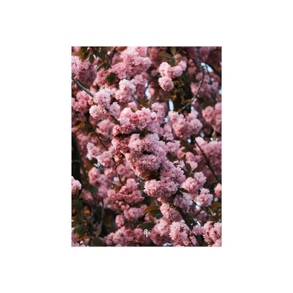 BLOSSOM! Fine Art Posters