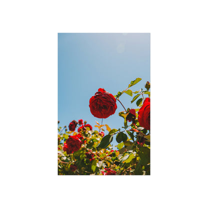 THE. ROSES. Fine Art Posters