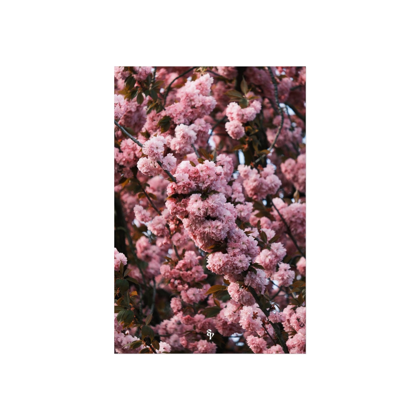BLOSSOM! Fine Art Posters